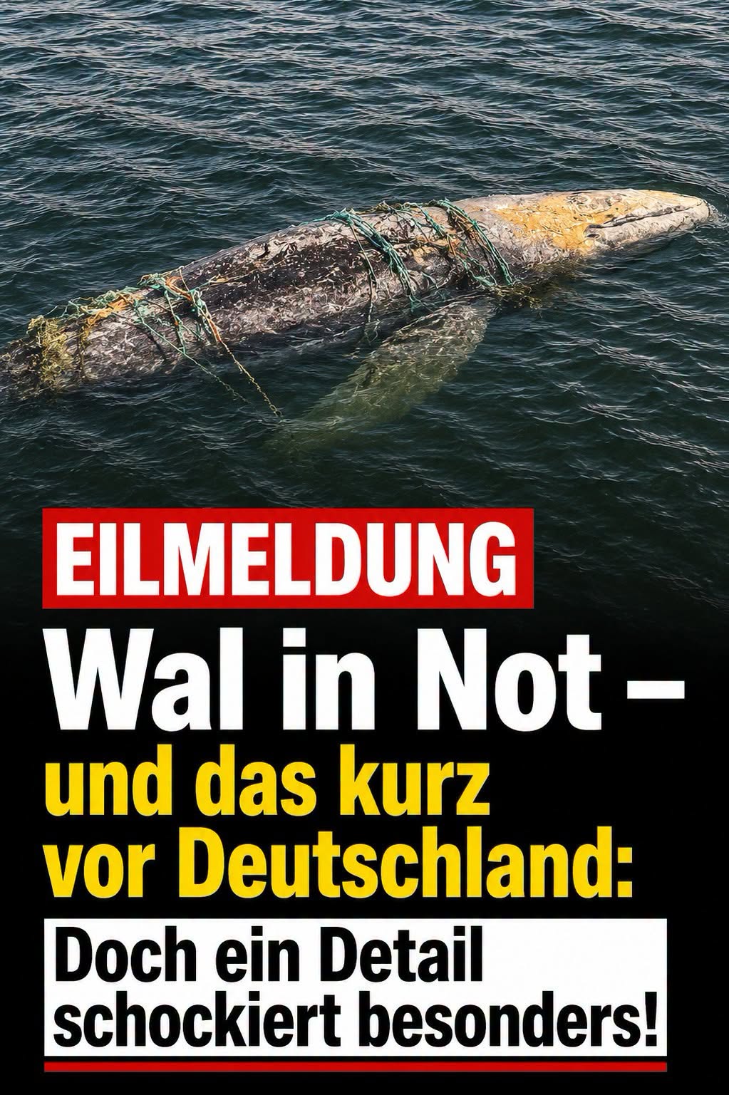 Vor Deutschland: Buckelwal in Not – Rettungskräfte sind alarmiert.H - BuzzDay